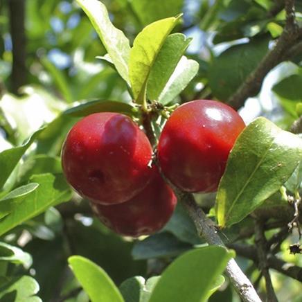 Natural active Acerola